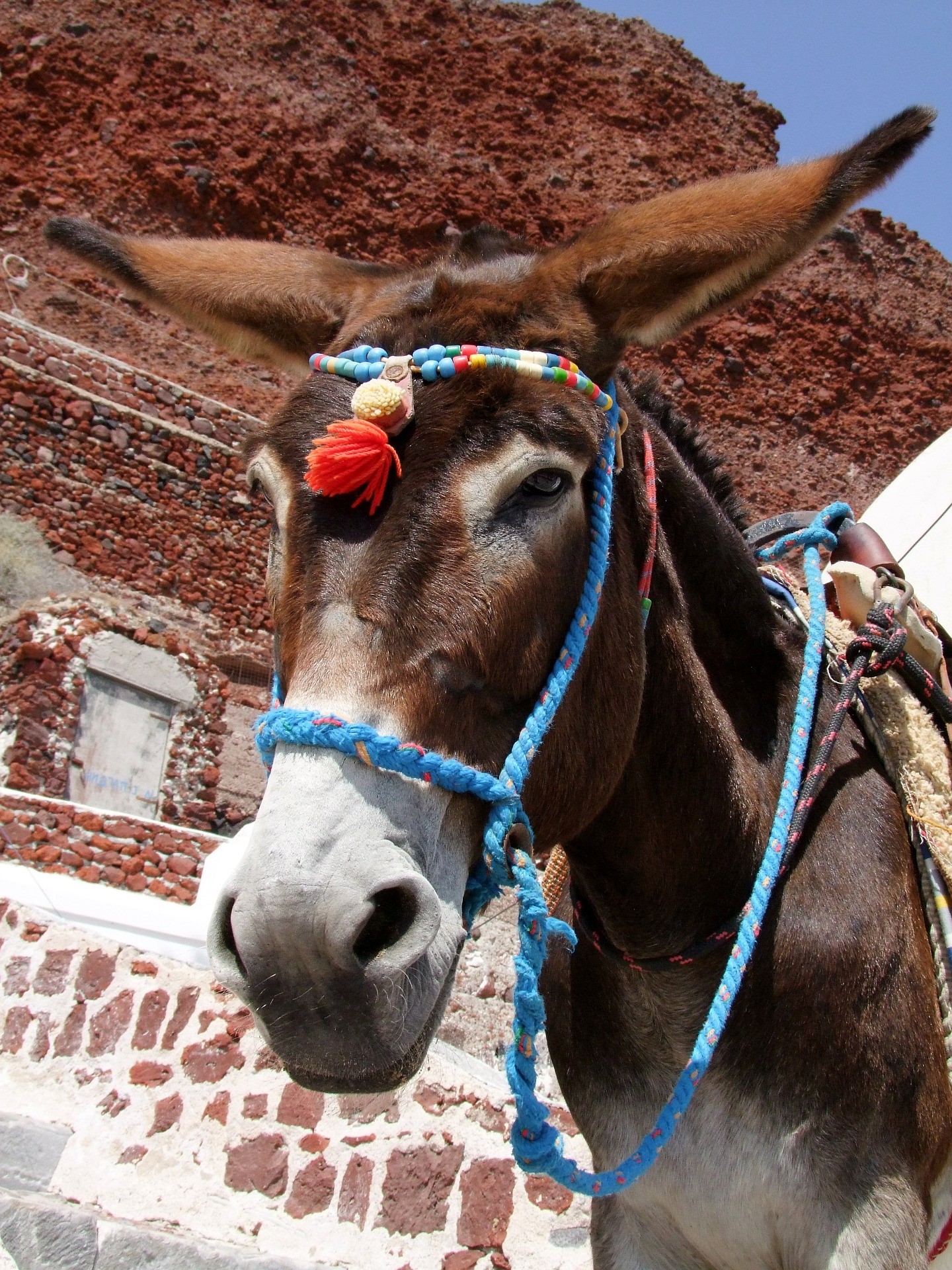 donkey-689386_1920