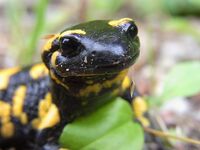 Salamander – your root Chakra