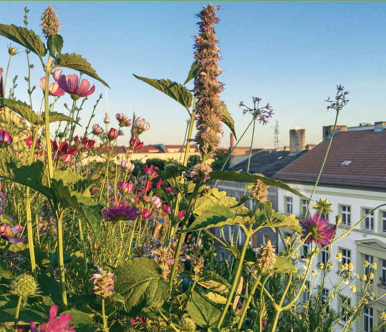 Die neue Lust zum Gärtnern auf kleinem Raum – Selbstversorgung wird immer notwendiger!